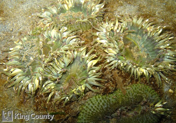 Photo of Anthopleura artemisia